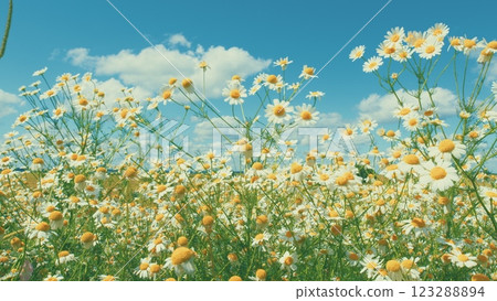 Field Of White Chamomile Waving. White Flowers In A Green Field Sway In Wind. Beautiful Sunrise Over Flower Fields. Gimbal shot. Field Of White Chamomile Waving. White Flowers In A Green Field Sway In Wind. Beautiful Sunrise Over Flower Fields. Gimbal shot. 123288894