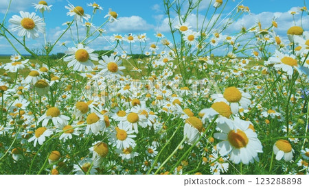 White Flowers In A Field Of Green Grass Sway In Wind. White Blooming Chamomile Flowers Summer Field Meadow. Nature Tranquility. Slow motion. White Flowers In A Field Of Green Grass Sway In Wind. White Blooming Chamomile Flowers Summer Field Meadow. Nature Tranquility. Slow motion. 123288898