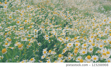Delicate Field Chamomile Are Swaying In Wind. Summer Nature Footage Background. Flower Swaying In Wind. Spring Steppe. Field Of White Chamomile In Wind Swaying. Gimbal Stabilize. Delicate Field Chamomile Are Swaying In Wind. Summer Nature Footage Background. Flower Swaying In Wind. Spring Steppe. Field Of White Chamomile In Wind Swaying. Gimbal Stabilize. 123288908