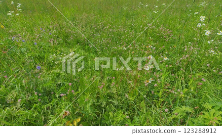 Patricks Day Concept. Flowered Clover. Annual Meadow Green Grass On Lawn In Summer Sunlight Sunshine. Native To Europe And Western Asia. Steadicam Shot. 123288912