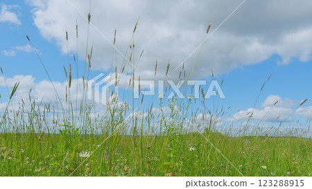 Wind Gently Sways Grass Stalks. Field In Summer With Tall Grass. Spring Morning In Nature. Tranquil Field. Summer On Lawn. Wide shot. 123288915