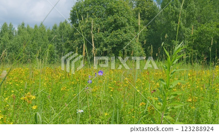 Yellow Flowers Of Perforate St-Johns Wort Or Hypericum Perforatum. Hypericum Is A Medicinal Plant. Slow motion. 123288924