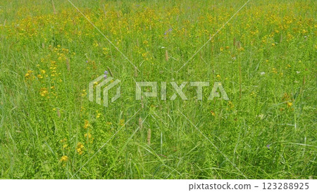 Common St.-John S Wort In Steppe. Hypericum Perforatum Or Known As St Johns Wort. Gimbal shot. Common St.-John S Wort In Steppe. Hypericum Perforatum Or Known As St Johns Wort. Gimbal shot. 123288925