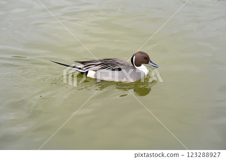Pintail Pintail 123288927