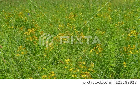 Hypericum Perforatum, Known As Perforate St John S-Wort. Species Of Genus Hypericum. Close Up. Hypericum Perforatum, Known As Perforate St John S-Wort. Species Of Genus Hypericum. Close Up. 123288928