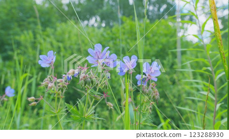 Lush Green Grass. Tall Grass Sways Gently In Warm Summer Breeze. Warm Glow Of A Setting Sun Filters Through A Meadow Of Tall Grasses. Close Up. Lush Green Grass. Tall Grass Sways Gently In Warm Summer Breeze. Warm Glow Of A Setting Sun Filters Through A Meadow Of Tall Grasses. Close Up. 123288930