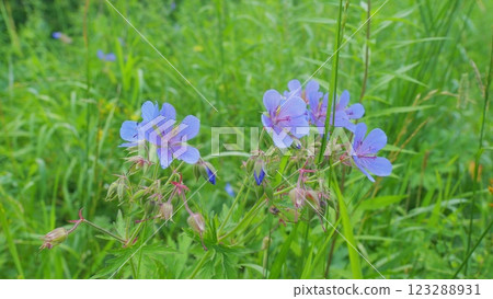 Lush Green Grass. Tall Grass Sways Gently In Warm Summer Breeze. Warm Glow Of A Setting Sun Filters Through A Meadow Of Tall Grasses. Close Up. 123288931