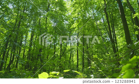 Beautiful Colorful Summer Season. Young Green Foliage In Park. Fresh Green Tree With Beautiful Sunlight. Green Wood. Gimbal Stabilize. 123288941