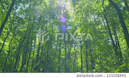 Beautiful Sunlight In Forest. Deciduous Trees In A Mixed Forest In Summer Season. Concept Nature Or Oxygen, Climate Change. Gimbal Stabilize. Beautiful Sunlight In Forest. Deciduous Trees In A Mixed Forest In Summer Season. Concept Nature Or Oxygen, Climate Change. Gimbal Stabilize. 123288943