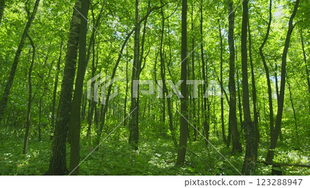 Green Grass Macro With Beautiful Lens Blur Bokeh. Green Summer Grass At Edge Of Forest. Steadicam Shot. Green Grass Macro With Beautiful Lens Blur Bokeh. Green Summer Grass At Edge Of Forest. Steadicam Shot. 123288947