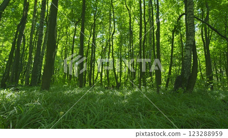 Ecology Nature Landscape. Green Grass Field In Summer Under Sun. Green Grass In Summer. Young Shoots. Gimbal Stabilize. 123288959