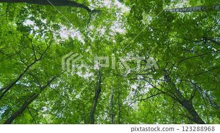 Summer Sunny Forest. Summer Background. Trees With Shadows And Sunshine. Moves slowly. 123288968