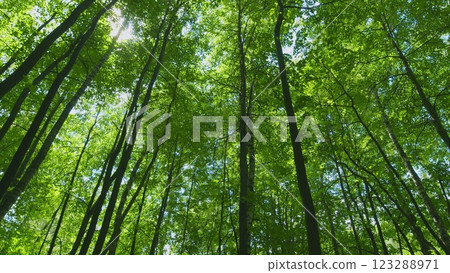 Beautiful Summer Forest. Walking Motion View In A Wild Forest. Scene Is Peaceful And Serene. Magical Summer Forest. Walking Outdoors. Gimbal Stabilize. 123288971