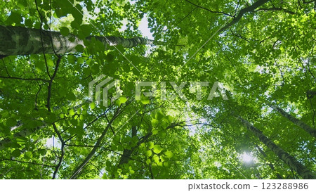 Summer Summer Nature On A Sunny Day. Beautiful Forest With Green Leaves. Green Foliage Of Trees With Afternoon Sun. Wide shot. Summer Summer Nature On A Sunny Day. Beautiful Forest With Green Leaves. Green Foliage Of Trees With Afternoon Sun. Wide shot. 123288986