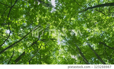 Foliage Of Magnificent Green Tree. Lush Green Foliage And Afternoon Sun. Walking Through Forest With Large Green Trees. Wide shot. Foliage Of Magnificent Green Tree. Lush Green Foliage And Afternoon Sun. Walking Through Forest With Large Green Trees. Wide shot. 123288987