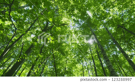 Forest Is A Natural Resource And Place For Recreation. Rich Green Leaves Of A Tree Waving. Travel Vacation Nature Concept. Wide shot. 123288997