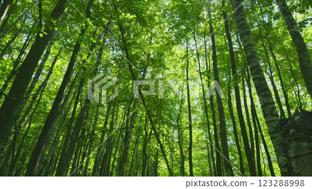 Beautiful Summer Morning In Forest. Moving In Summer Forest. Beautiful Sunny Morning In Green Forest. Green Trees In Forest. Steadicam Shot. 123288998