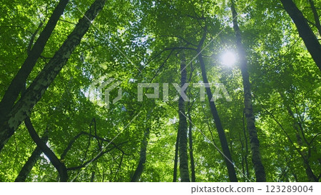 Majestic Tree In Woods With Fresh Green Foliage Of Summer Season. Trees With Shadows And Sunshine. Steadicam Shot. 123289004