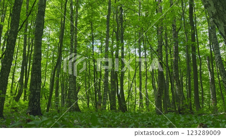 Beautiful Summer Morning In Forest. Moving In Summer Forest. Beautiful Sunny Morning In Green Forest. Green Trees In Forest. Gimbal shot. Beautiful Summer Morning In Forest. Moving In Summer Forest. Beautiful Sunny Morning In Green Forest. Green Trees In Forest. Gimbal shot. 123289009
