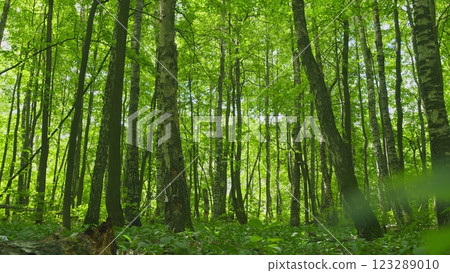 Beautiful Colorful Summer Season. Young Green Foliage In Park. Fresh Green Tree With Beautiful Sunlight. Green Wood. Gimbal shot. Beautiful Colorful Summer Season. Young Green Foliage In Park. Fresh Green Tree With Beautiful Sunlight. Green Wood. Gimbal shot. 123289010