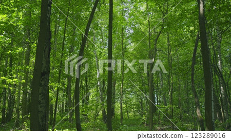 Fresh Green Leaves On A Tree Sway In Wind. Summer Sun Tree Branch Background Nature Landscape. Summer In European Nature. Gimbal shot. 123289016