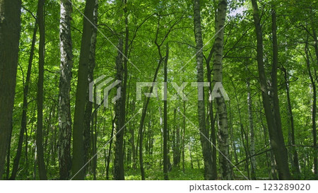 Majestic Tree In Woods With Fresh Green Foliage Of Summer Season. Trees With Shadows And Sunshine. Gimbal shot. Majestic Tree In Woods With Fresh Green Foliage Of Summer Season. Trees With Shadows And Sunshine. Gimbal shot. 123289020