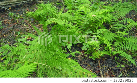 Organic Spring Nature Background. Fern Plants In Forest. Fern Leaves In Sunlight. Green Plants Nature Wallpaper. Steady Cam. Organic Spring Nature Background. Fern Plants In Forest. Fern Leaves In Sunlight. Green Plants Nature Wallpaper. Steady Cam. 123289025