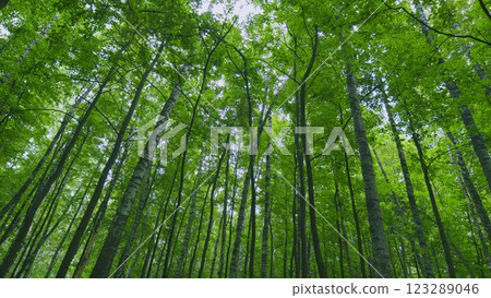 Beautiful Summer Morning In Forest. Moving In Summer Forest. Beautiful Sunny Morning In Green Forest. Green Trees In Forest. Slow motion. Beautiful Summer Morning In Forest. Moving In Summer Forest. Beautiful Sunny Morning In Green Forest. Green Trees In Forest. Slow motion. 123289046