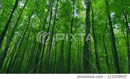 Beautiful Colorful Summer Season. Young Green Foliage In Park. Fresh Green Tree With Beautiful Sunlight. Green Wood. Slow motion. Beautiful Colorful Summer Season. Young Green Foliage In Park. Fresh Green Tree With Beautiful Sunlight. Green Wood. Slow motion. 123289047