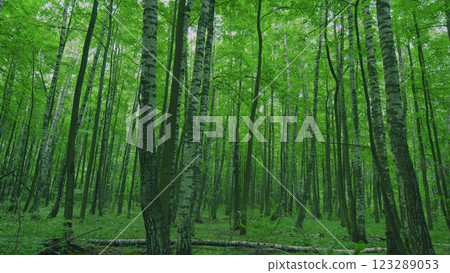 Fresh Green Leaves On A Tree Sway In Wind. Summer Sun Tree Branch Background Nature Landscape. Summer In European Nature. Slow motion. Fresh Green Leaves On A Tree Sway In Wind. Summer Sun Tree Branch Background Nature Landscape. Summer In European Nature. Slow motion. 123289053