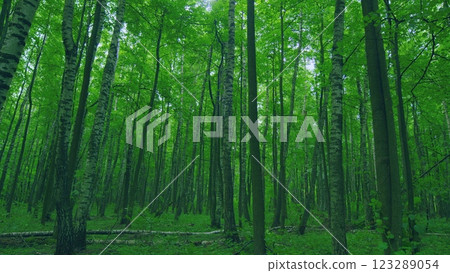 Majestic Tree In Woods With Fresh Green Foliage Of Summer Season. Trees With Shadows And Sunshine. Gimbal Stabilize. 123289054
