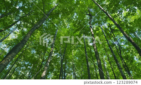 Summer Forest. Sunrise Rays Break Through Leafless Crowns Of Trees. European Forest. Moves slowly. 123289074