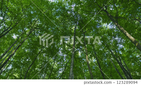 Fresh Green Leaves On A Tree Sway In Wind. Summer Sun Tree Branch Background Nature Landscape. Summer In European Nature. Gimbal Stabilize. Fresh Green Leaves On A Tree Sway In Wind. Summer Sun Tree Branch Background Nature Landscape. Summer In European Nature. Gimbal Stabilize. 123289094
