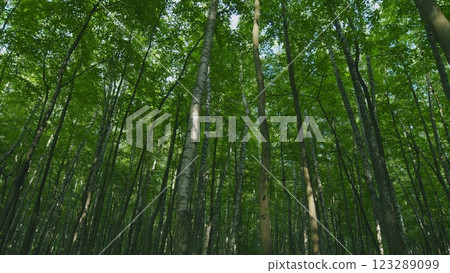 Summer Summer Nature On A Sunny Day. Beautiful Forest With Green Leaves. Green Foliage Of Trees With Afternoon Sun. Wide shot. Summer Summer Nature On A Sunny Day. Beautiful Forest With Green Leaves. Green Foliage Of Trees With Afternoon Sun. Wide shot. 123289099