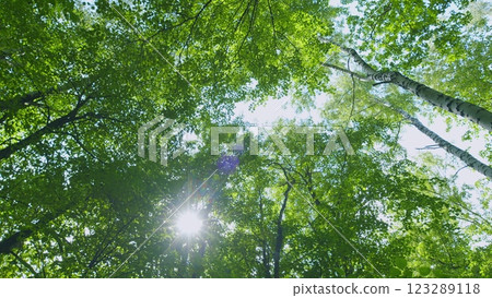 Sun Rays Break Through Leafless Trees In Summer During Early Summer. Steadicam Shot. 123289118