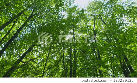 Summer Sunny Forest. Summer Background. Trees With Shadows And Sunshine. Steadicam Shot. 123289123