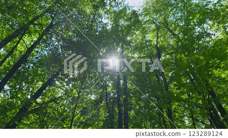 Deciduous Trees In Summer Season. Smoothly Moving Between Trees. Steadicam Shot. 123289124