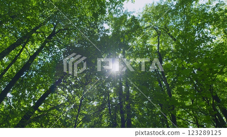 Wild Forest Illuminated By Shining Rays Of Sun. Beautiful Sunlight In Forest. Steadicam Shot. 123289125