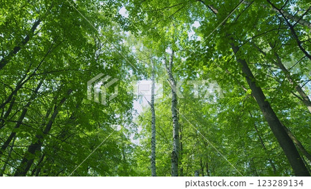 Beautiful Summer Morning In Forest. Moving In Summer Forest. Steadicam Shot. 123289134