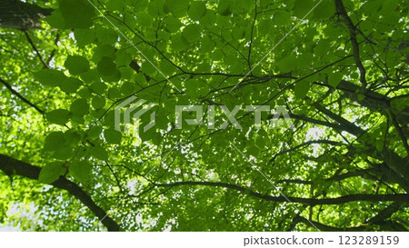 Summer Summer Nature On A Sunny Day. Beautiful Forest With Green Leaves. Green Foliage Of Trees With Afternoon Sun. Gimbal shot. Summer Summer Nature On A Sunny Day. Beautiful Forest With Green Leaves. Green Foliage Of Trees With Afternoon Sun. Gimbal shot. 123289159
