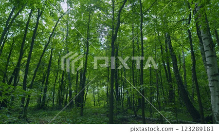 Beautiful Summer Forest. Walking Motion View In A Wild Forest. Scene Is Peaceful And Serene. Magical Summer Forest. Walking Outdoors. Gimbal Stabilize. 123289181