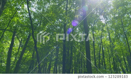 Walk Through Forest. Beautiful Sunlight In Forest. Leafless Trees In Summer. Gimbal Stabilize. Walk Through Forest. Beautiful Sunlight In Forest. Leafless Trees In Summer. Gimbal Stabilize. 123289183