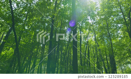 Beautiful Summer Morning In Forest. Moving In Summer Forest. Gimbal Stabilize. Beautiful Summer Morning In Forest. Moving In Summer Forest. Gimbal Stabilize. 123289185