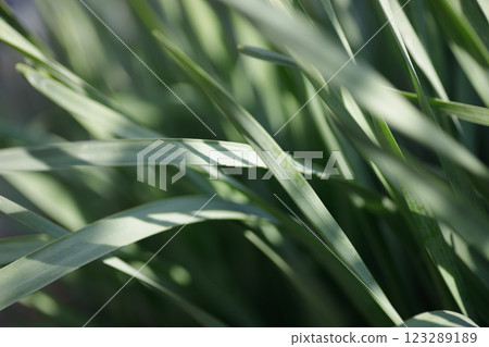In the sunlight and grass In the sunlight and grass 123289189
