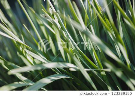 In the sunlight and grass 123289190