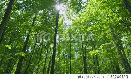 Summer Sunny Forest. Summer Background. Trees With Shadows And Sunshine. Gimbal Stabilize. 123289193
