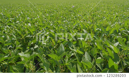 Agricultural Soy Plantation Background. Blooming Soybeans In Field In Spring. Green Soybean Field At Agricultural Farm. 123289203