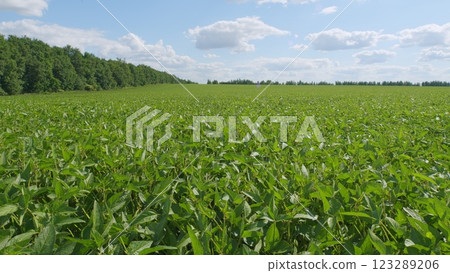 Crops Of Soy Bean Plants. Soybean Plants In Wind Slow Motion. Green Cultivated Soybean Plants In Field Are Swaying In Wind. Crops Of Soy Bean Plants. Soybean Plants In Wind Slow Motion. Green Cultivated Soybean Plants In Field Are Swaying In Wind. 123289206