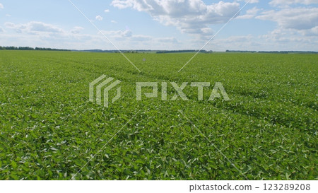 Young Soybean Sprouts On Field. Soybean Plantation A Field Green Bean Plant. Soybean Soy Field Of Green Plants A General Plan Nature Agriculture. 123289208