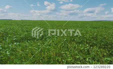 Young Soybean Sprouts On Field. Soybean Plantation A Field Green Bean Plant. Soybean Soy Field Of Green Plants A General Plan Nature Agriculture. 123289220